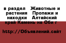  в раздел : Животные и растения » Пропажи и находки . Алтайский край,Камень-на-Оби г.